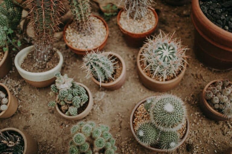 cactus arrangements for sale