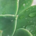 succulents soak dry technique