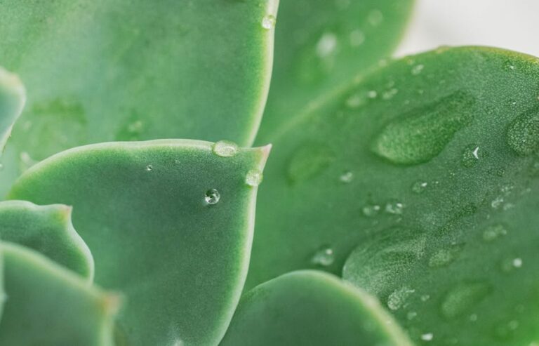 succulents soak dry technique