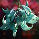 jade plant soak technique