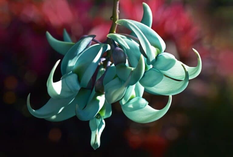 jade plant soak technique