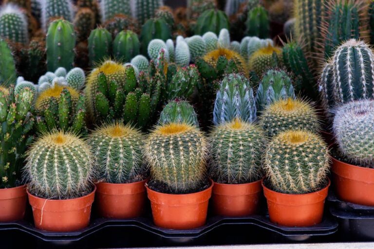 cactus arrangements in pots