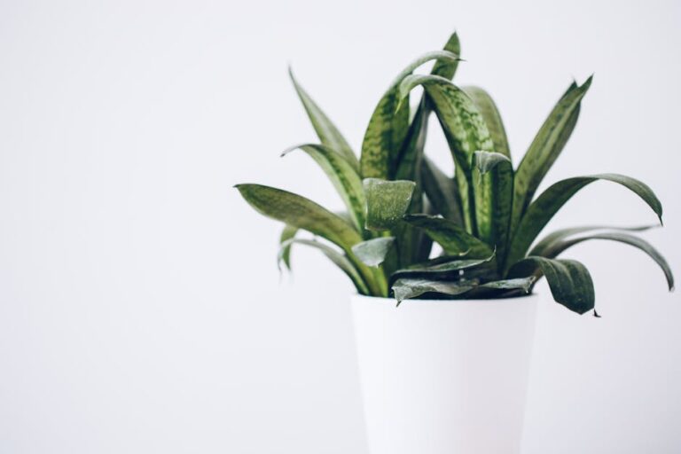 hardiest indoor plants