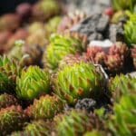 sempervivum watering care advice