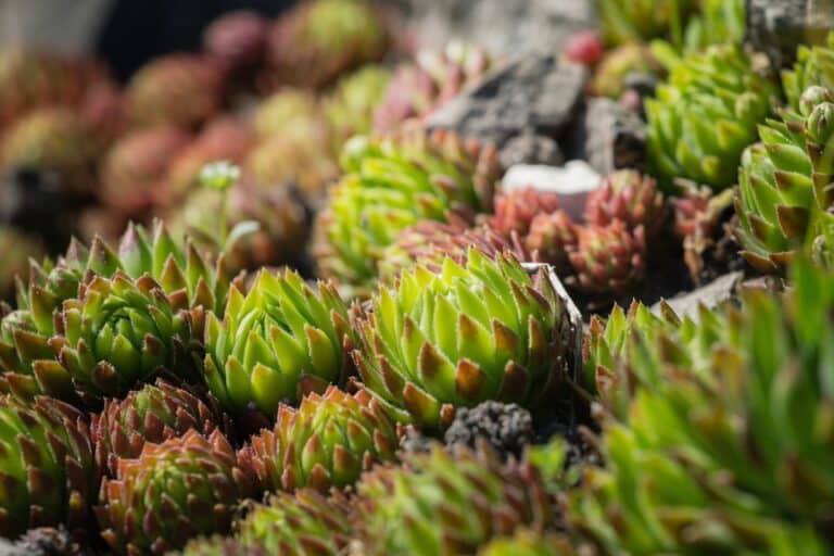 sempervivum watering care advice