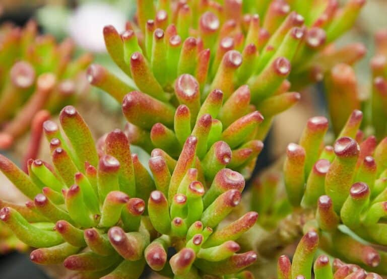 jade succulent soak tutorial