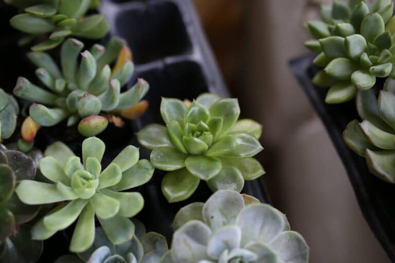 avoiding overwatering succulent cuttings
