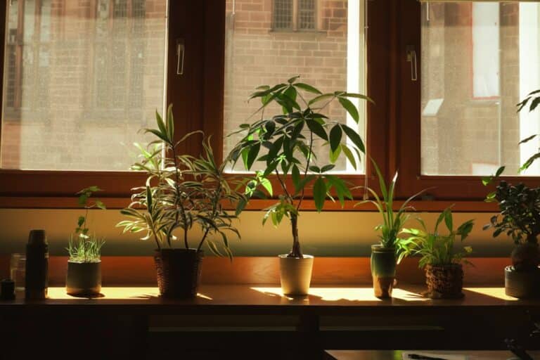 forgiving indoor plant types