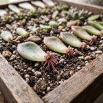 succulent grow from leaf