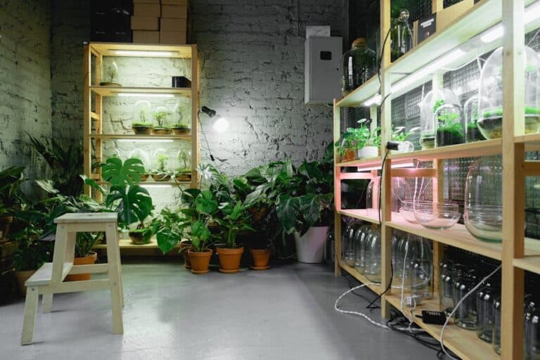 can succulents grow in led light