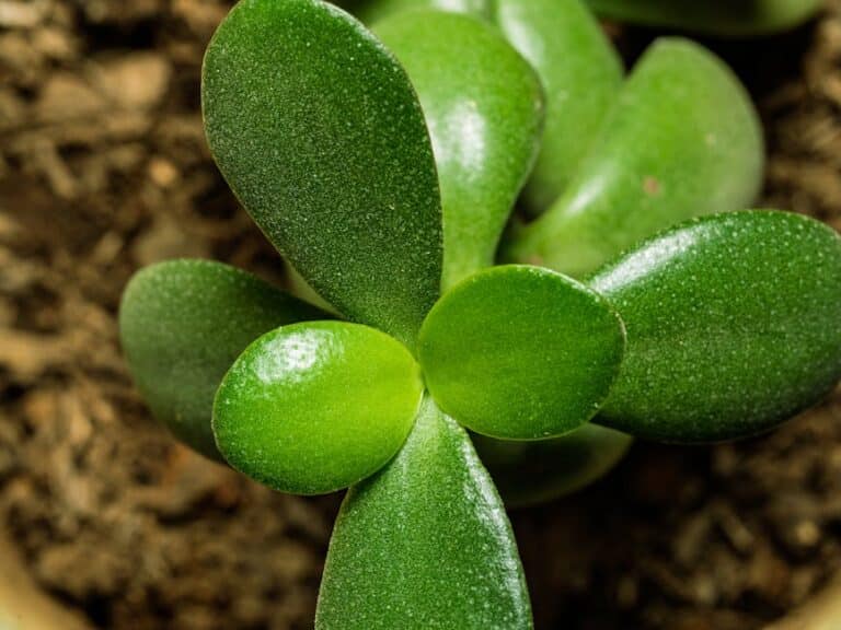 jade plant leaf propagation