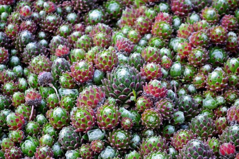 live forever succulent sempervivum