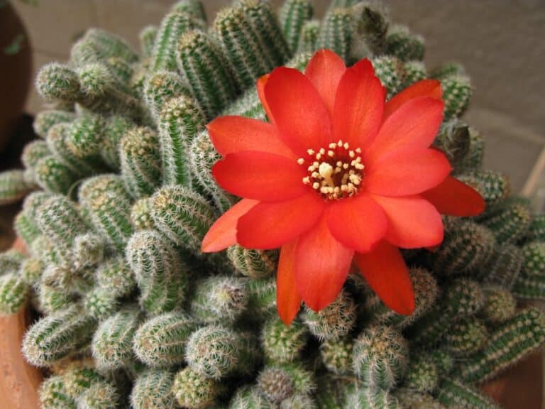 cactus flower arrangements