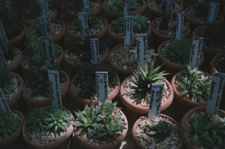 indoor succulent plants names