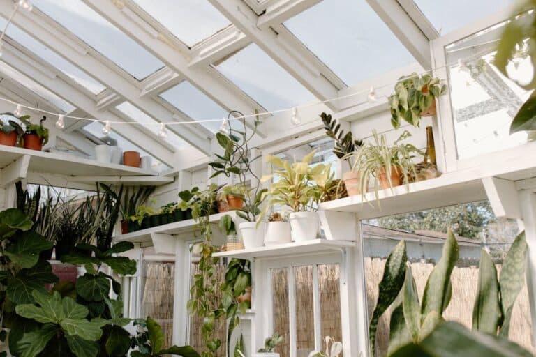 how many hours of grow light for succulents