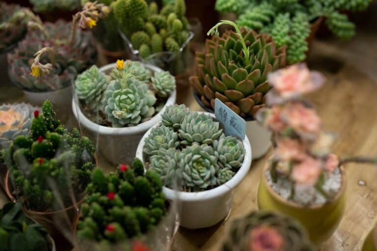 outdoor faux succulent arrangements