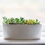 live succulent arrangements